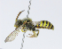  ( - CESU-00043)  @13 [ ] CreativeCommons - Attribution Non-Commercial (2018) Unspecified University of Minnesota