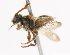  (Nomada sp - fragbee2018_13939)  @15 [ ] CreativeCommons - Attribution Share-Alike (2019) Unspecified University of Minnesota