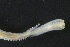  ( - ZMBN_160971)  @11 [ ] Creative Commons BY NC SA (2024) University of Bergen Natural History Collections