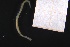  ( - ZMBN_160971)  @11 [ ] Creative Commons BY NC SA (2024) University of Bergen Natural History Collections