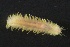  ( - ZMBN_160979)  @11 [ ] Creative Commons BY NC SA (2024) University of Bergen Natural History Collections