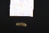  ( - ZMBN_160979)  @11 [ ] Creative Commons BY NC SA (2024) University of Bergen Natural History Collections