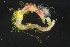  ( - ZMBN_161000)  @11 [ ] Creative Commons BY NC SA (2024) University of Bergen Natural History Collections