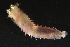  ( - ZMBN_161053)  @11 [ ] Creative Commons BY NC SA (2024) University of Bergen Natural History Collections