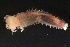  ( - ZMBN_161053)  @11 [ ] Creative Commons BY NC SA (2024) University of Bergen Natural History Collections