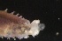  ( - ZMBN_161053)  @11 [ ] Creative Commons BY NC SA (2024) University of Bergen Natural History Collections