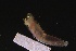  ( - ZMBN_161053)  @11 [ ] Creative Commons BY NC SA (2024) University of Bergen Natural History Collections