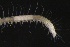  ( - ZMBN_161058)  @11 [ ] Creative Commons BY NC SA (2024) University of Bergen Natural History Collections