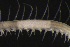 ( - ZMBN_161058)  @11 [ ] Creative Commons BY NC SA (2024) University of Bergen Natural History Collections