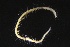  ( - ZMBN_161058)  @11 [ ] Creative Commons BY NC SA (2024) University of Bergen Natural History Collections