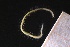  ( - ZMBN_161058)  @11 [ ] Creative Commons BY NC SA (2024) University of Bergen Natural History Collections