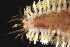  ( - ZMBN_161069)  @11 [ ] Creative Commons BY NC SA (2024) University of Bergen Natural History Collections