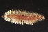  ( - ZMBN_161069)  @11 [ ] Creative Commons BY NC SA (2024) University of Bergen Natural History Collections