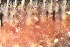 ( - ZMBN_161069)  @11 [ ] Creative Commons BY NC SA (2024) University of Bergen Natural History Collections