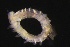  ( - ZMBN_161081)  @11 [ ] Creative Commons BY NC SA (2024) University of Bergen Natural History Collections