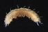  ( - ZMBN_161082)  @11 [ ] Creative Commons BY NC SA (2024) University of Bergen Natural History Collections