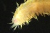  ( - ZMBN_161082)  @11 [ ] Creative Commons BY NC SA (2024) University of Bergen Natural History Collections