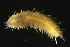  ( - ZMBN_161082)  @11 [ ] Creative Commons BY NC SA (2024) University of Bergen Natural History Collections