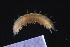  ( - ZMBN_161082)  @11 [ ] Creative Commons BY NC SA (2024) University of Bergen Natural History Collections