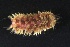  ( - ZMBN_161089)  @11 [ ] Creative Commons BY NC SA (2024) University of Bergen Natural History Collections