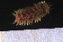  ( - ZMBN_161089)  @11 [ ] Creative Commons BY NC SA (2024) University of Bergen Natural History Collections