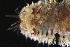  ( - ZMBN_161093)  @11 [ ] Creative Commons BY NC SA (2024) University of Bergen Natural History Collections