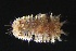  ( - ZMBN_161093)  @11 [ ] Creative Commons BY NC SA (2024) University of Bergen Natural History Collections