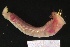  ( - ZMBN_161249)  @11 [ ] Creative Commons BY NC SA (2024) University of Bergen Natural History Collections