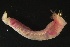  ( - ZMBN_161249)  @11 [ ] Creative Commons BY NC SA (2024) University of Bergen Natural History Collections