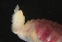  ( - ZMBN_161249)  @11 [ ] Creative Commons BY NC SA (2024) University of Bergen Natural History Collections