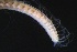  ( - ZMBN_161290)  @11 [ ] Creative Commons BY NC SA (2024) University of Bergen Natural History Collections