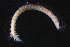  ( - ZMBN_161290)  @11 [ ] Creative Commons BY NC SA (2024) University of Bergen Natural History Collections