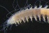  ( - ZMBN_161293)  @11 [ ] Creative Commons BY NC SA (2024) University of Bergen Natural History Collections