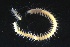  ( - ZMBN_161293)  @11 [ ] Creative Commons BY NC SA (2024) University of Bergen Natural History Collections