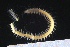  ( - ZMBN_161293)  @11 [ ] Creative Commons BY NC SA (2024) University of Bergen Natural History Collections