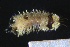  ( - ZMBN_161298)  @11 [ ] Creative Commons BY NC SA (2024) University of Bergen Natural History Collections