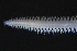  ( - ZMBN_161304)  @11 [ ] Creative Commons BY NC SA (2024) University of Bergen Natural History Collections
