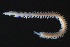 ( - ZMBN_161304)  @11 [ ] Creative Commons BY NC SA (2024) University of Bergen Natural History Collections