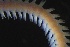  ( - ZMBN_161304)  @11 [ ] Creative Commons BY NC SA (2024) University of Bergen Natural History Collections