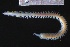  ( - ZMBN_161304)  @11 [ ] Creative Commons BY NC SA (2024) University of Bergen Natural History Collections