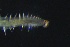  (Polydorini - ZMBN_161308)  @11 [ ] Creative Commons BY NC SA (2024) University of Bergen Natural History Collections