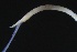  ( - ZMBN_161313)  @11 [ ] Creative Commons BY NC SA (2024) University of Bergen Natural History Collections