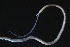  ( - ZMBN_161313)  @11 [ ] Creative Commons BY NC SA (2024) University of Bergen Natural History Collections