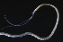  ( - ZMBN_161313)  @11 [ ] Creative Commons BY NC SA (2024) University of Bergen Natural History Collections