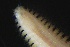  ( - ZMBN_161336)  @11 [ ] Creative Commons BY NC SA (2024) University of Bergen Natural History Collections