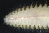  ( - ZMBN_161336)  @11 [ ] Creative Commons BY NC SA (2024) University of Bergen Natural History Collections