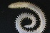  ( - ZMBN_161336)  @11 [ ] Creative Commons BY NC SA (2024) University of Bergen Natural History Collections