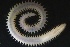  ( - ZMBN_161336)  @11 [ ] Creative Commons BY NC SA (2024) University of Bergen Natural History Collections