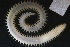  ( - ZMBN_161336)  @11 [ ] Creative Commons BY NC SA (2024) University of Bergen Natural History Collections