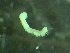  ( - ZMBN_155269)  @11 [ ] Creative Commons BY NC SA (2024) University of Bergen Natural History Collections